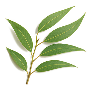 Sprej proti roztočům - cdVet Objem: 100 ml Eukalyptus citronelový