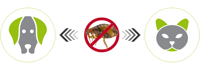 Harmonizace kožní mikroflóry + péče (2 v 1) snižuje zájem parazitů.