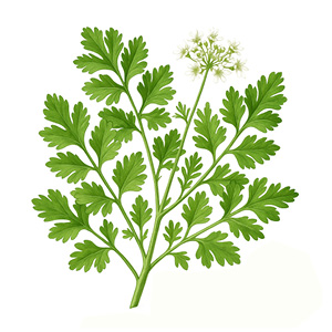 Čistič střev v prášku - cdVet Váha: 69 g - 100 kapslí Koriandr