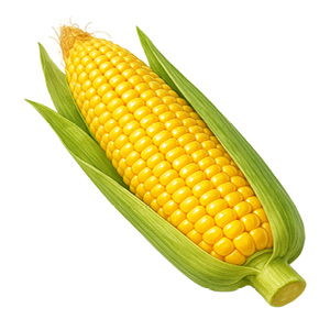 Kukuřice